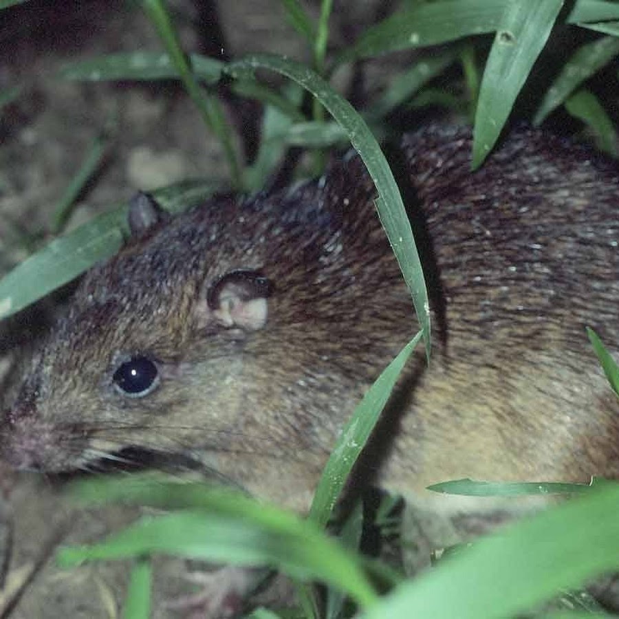 Полезен топинамбур. Арахис группа растений. Как называется земляной орех запиши ответы в алфавитном порядке. Как называется земляная. Чуфа llorgeta maxi.