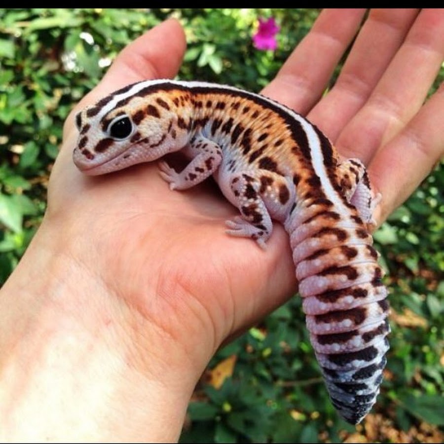 Gecko Geek YouTube