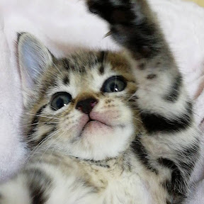 �����Τ������äݥӥ� YouTube