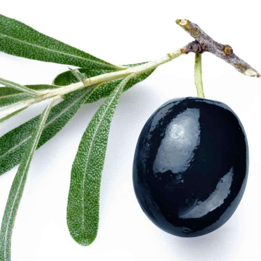 Маслина. Олива европейская (oleaeuropea). Лавролистная маслина. Из букв маслина. Оливковое дерево (олива европейская).