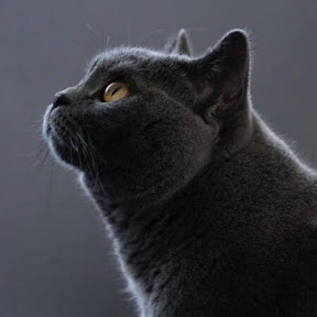 ������/Iaughingfox YouTube