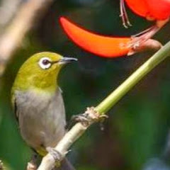 Playtube Pk Ultimate Video Sharing Website