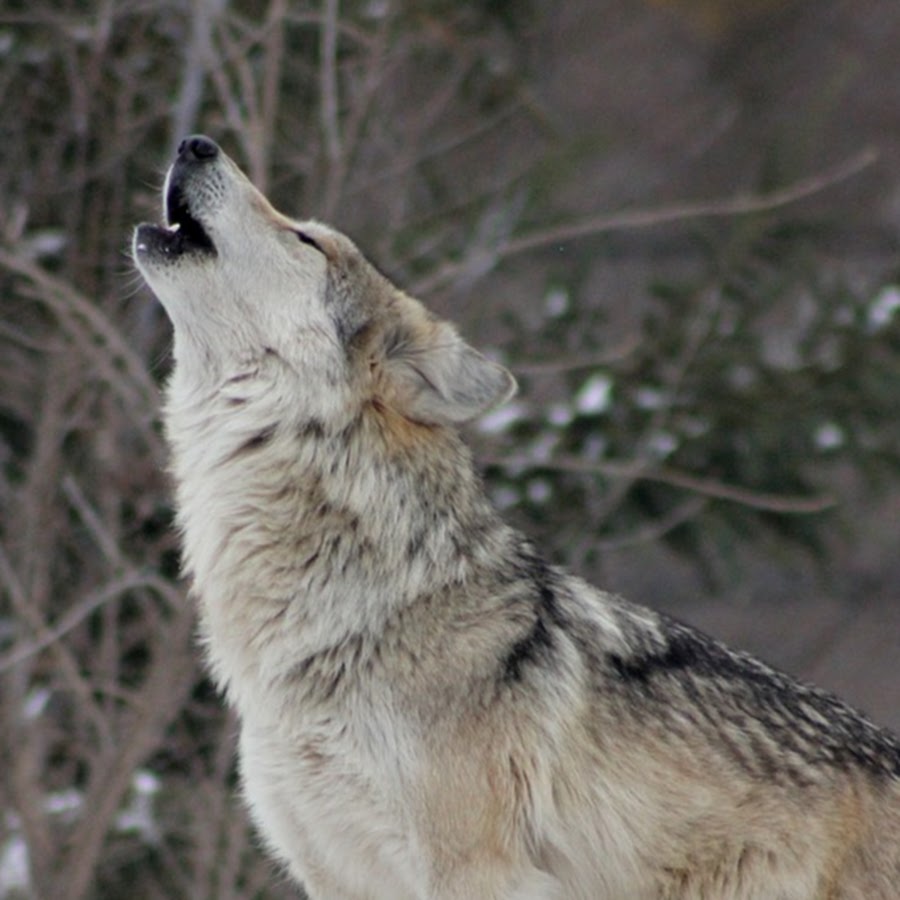 Living wolfs. Волки живые фото. Salted Wolf. Волк тема на андроид.
