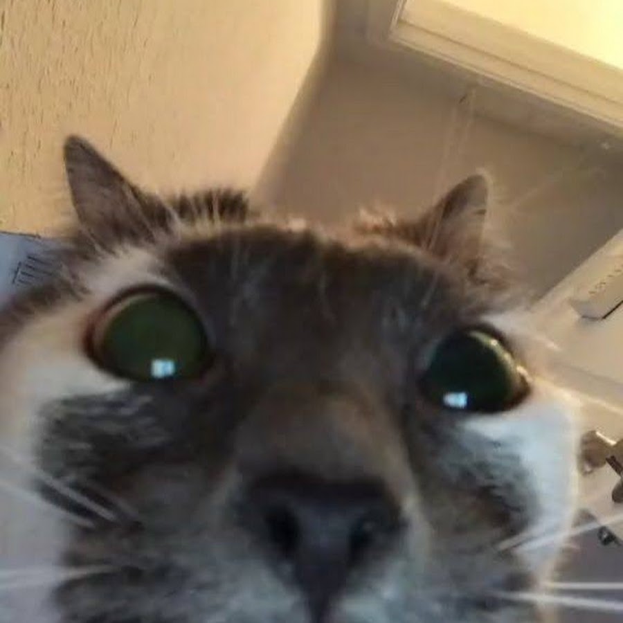 Кот