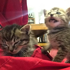 Cute kitten���лҤλ�ǭ�Τ��Ѥ������� YouTube