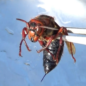 ���������ͤ��ŷ�����ա� YouTube