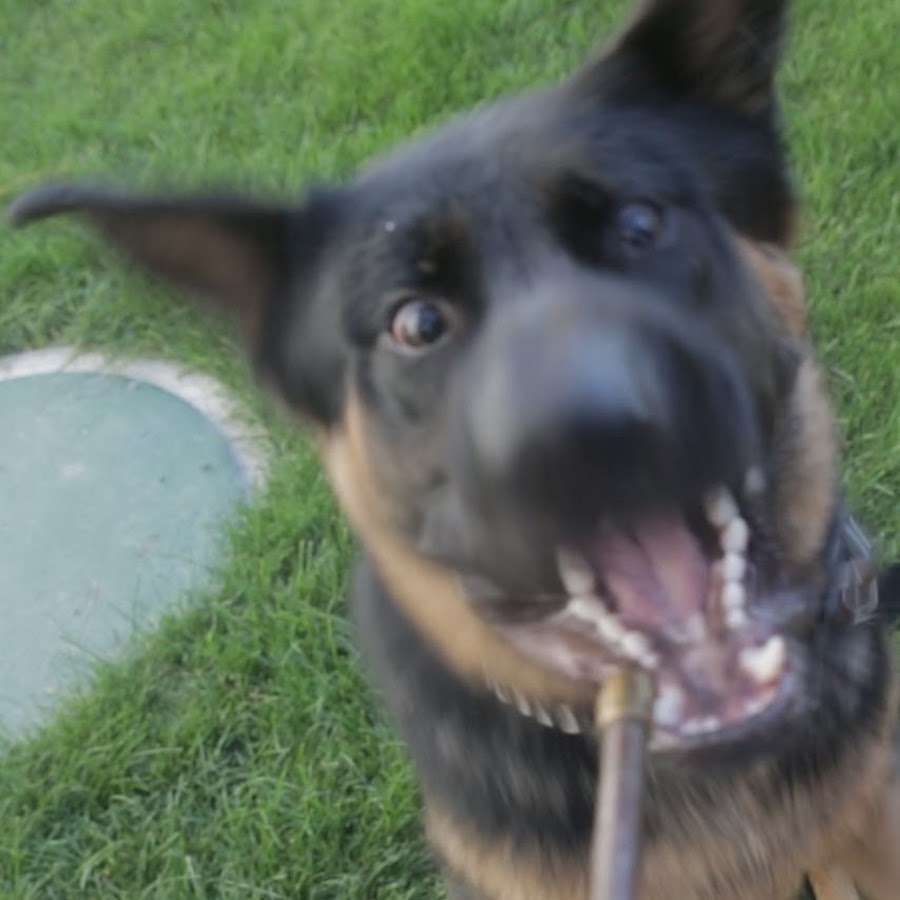 Aeternus The German Shepherd - YouTube