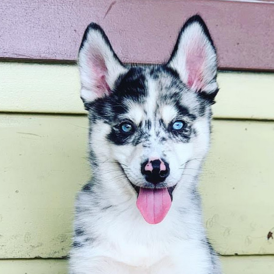 King Broley Blue YouTube