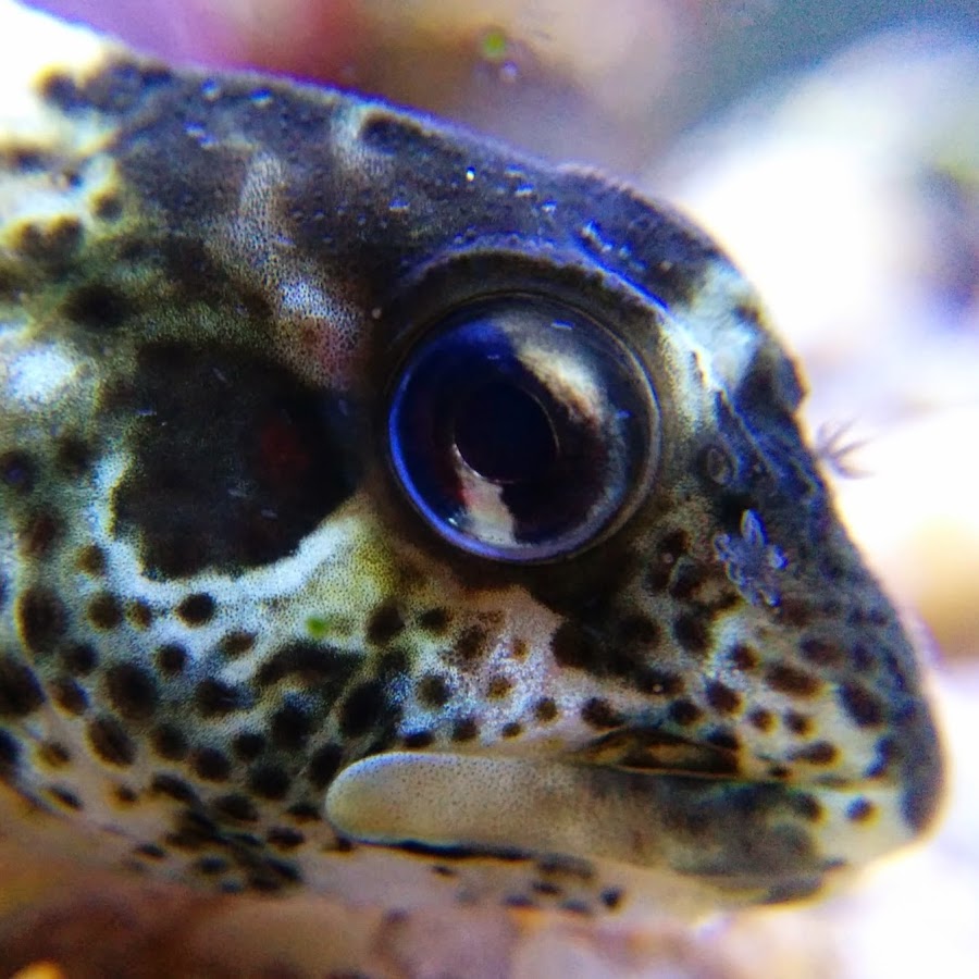 Coldwater Sea Creatures YouTube