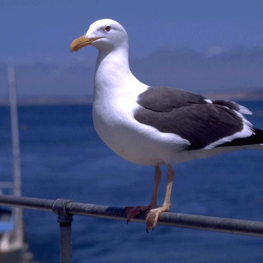 Голуби лимонистые чайки. Black headed gull. Размер чайки. Редкие чайки как выглядят. Странствующий альбатрос в антарктиде.