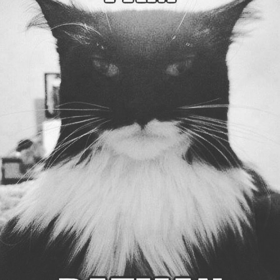 Котик Бэтмен арт