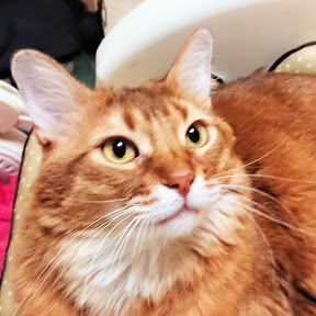 ���ɤ�ⵡư�� YouTube