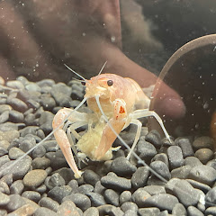 チャンネルとれん