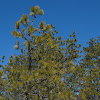 PinePowerLI