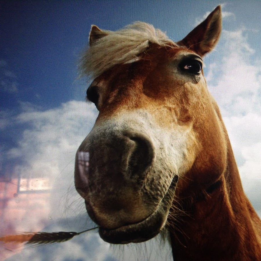 Horse lover Bob YouTube