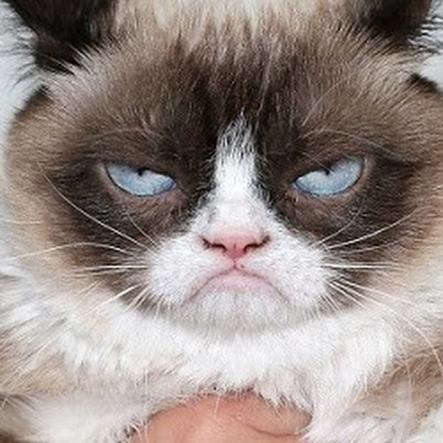 Cute Cats Channel YouTube