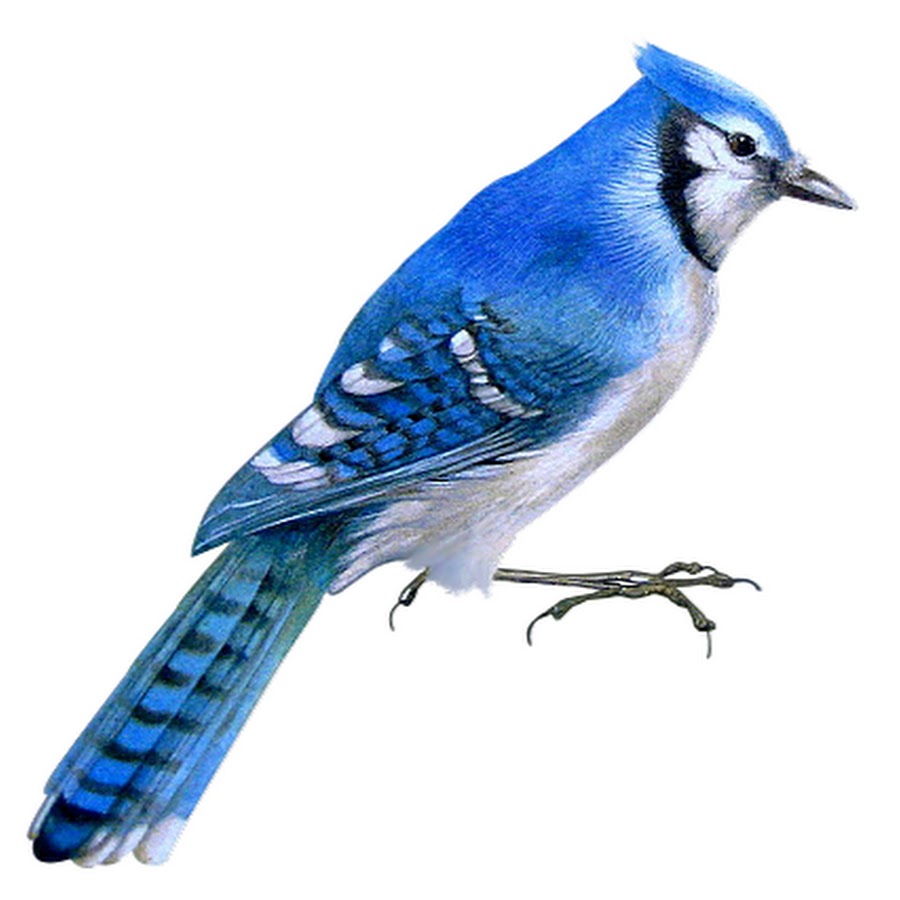 Картинка сойка для детей на прозрачном фоне