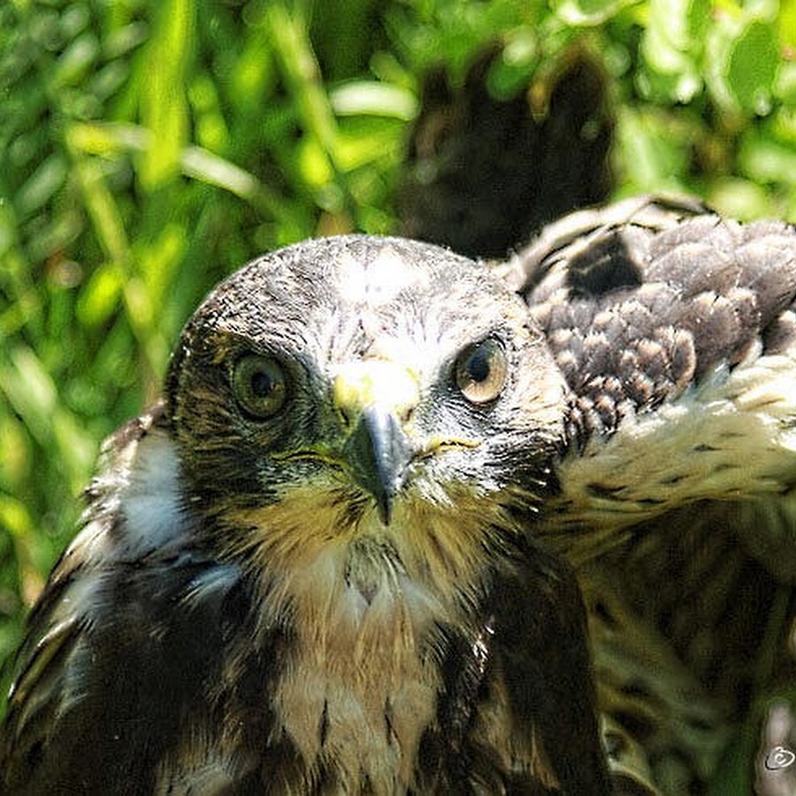 Falcon Eyes - YouTube