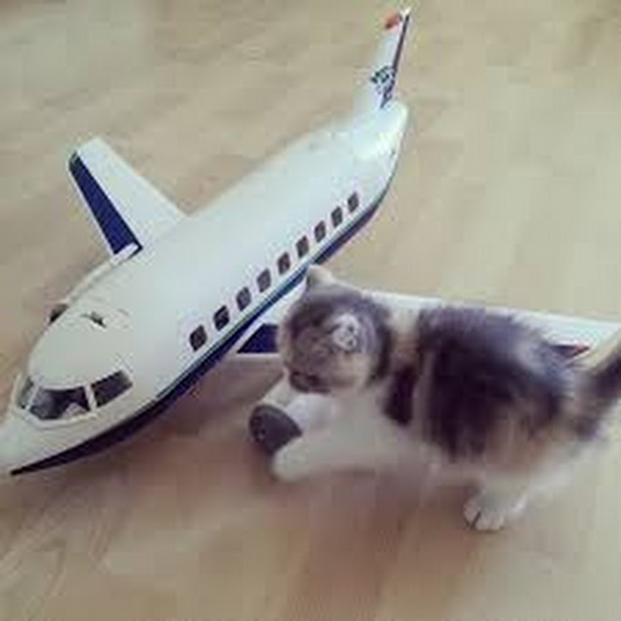 cat&plane YouTube