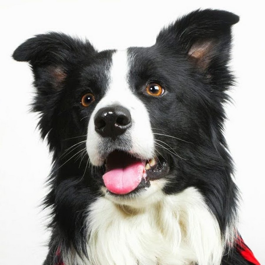 Бордер колли снимается. Бордер колли и шотландская овчарка. Бордер колли короткошерстный. Бордер колли снимается. Бордер колли щенки.