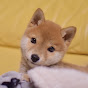 柴犬りんご郎 Shiba Inu Ringoro