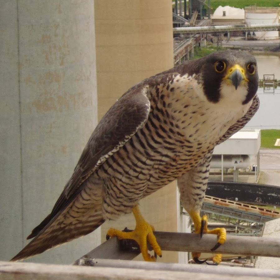 Kentucky Falcons YouTube