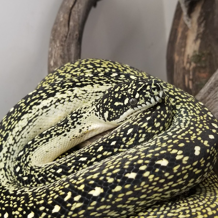 only pure diamond pythons - YouTube