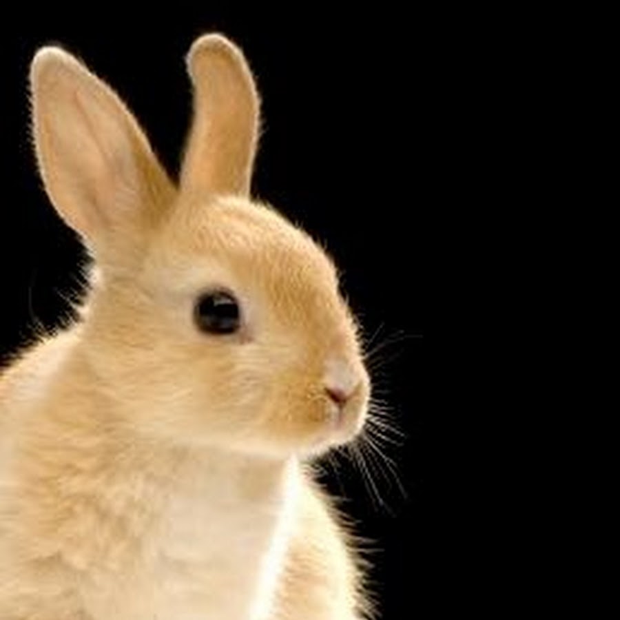 hibby jibby - YouTube