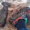 Muddytrainers