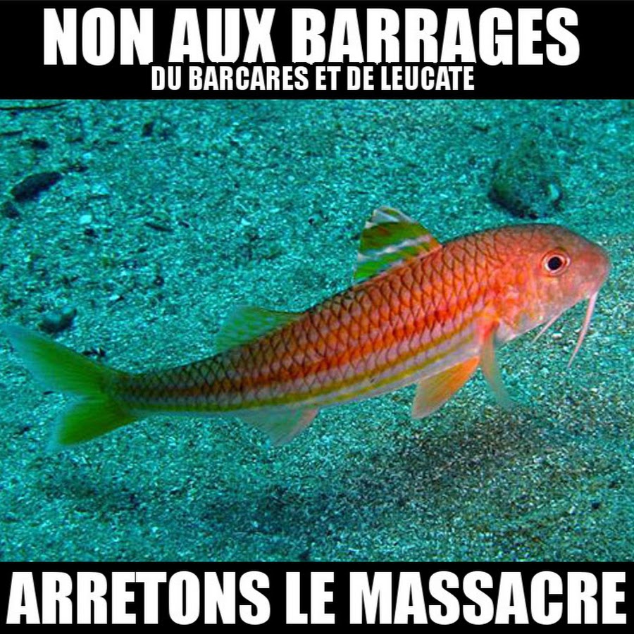 барабулька черноморская. барабулька султанка. черноморская рыба барабулька. барабуля султанка черноморская. барабулька султанка.