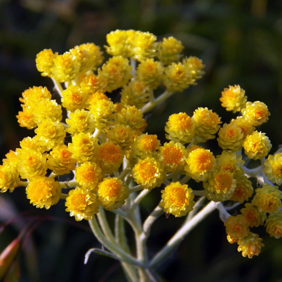 Бессмертник трава. Бессмертник песчаный лечебные. Бессмертник белыми кружками. Бессмертник песчаный фото лечебные свойства