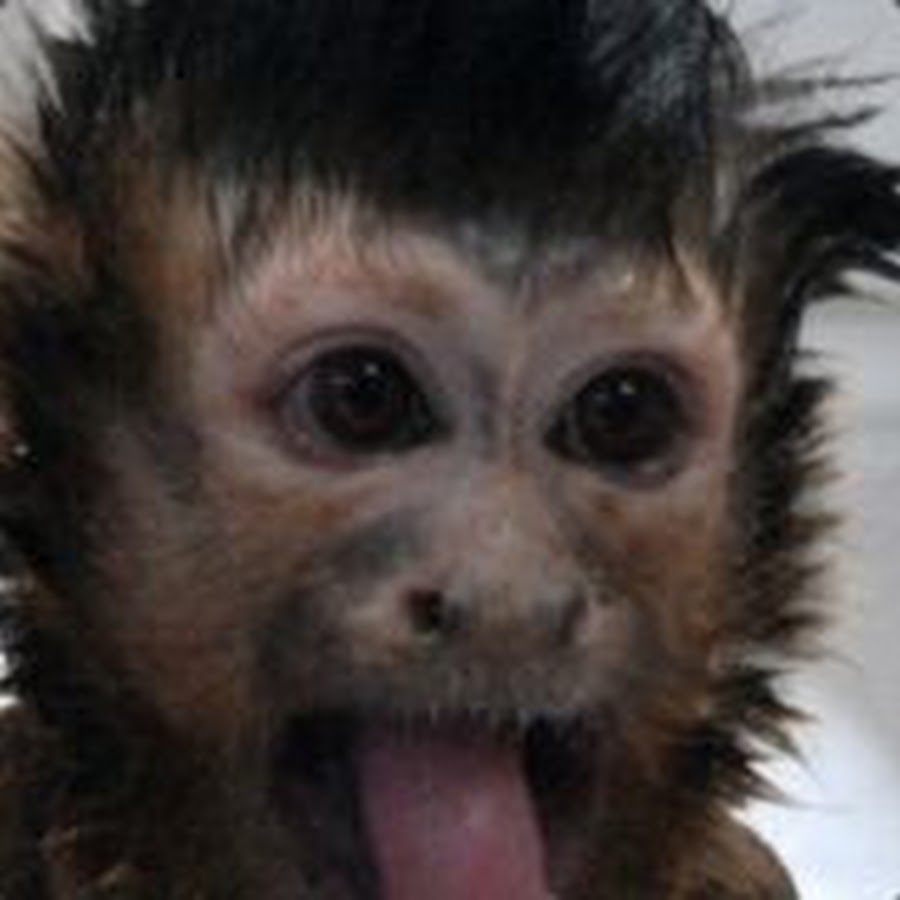 Monkey Wrench YouTube
