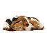 vKeQvsk-7zw-channel-avatar-Musical Paws