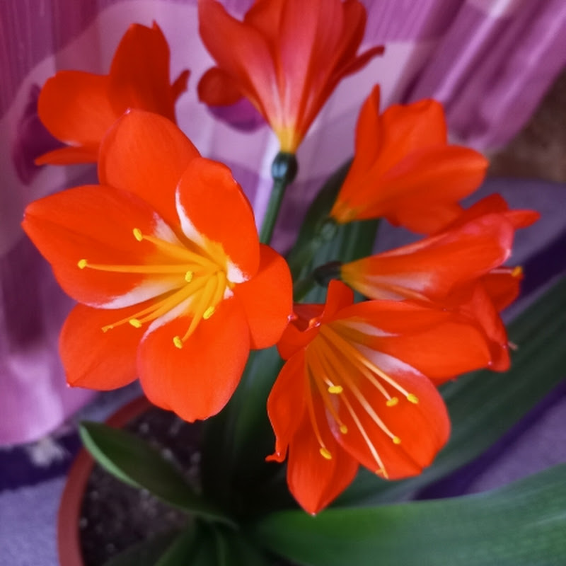 Удивительный мир цветов 💐 Logo