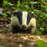 TM1bAhkwk4A-channel-avatar-The Geordie wildlife Vlogger