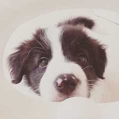 Sora邊境牧羊犬アイコン画像