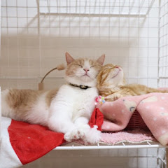 ぷっちょnnel🐈