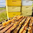 UPceb7rWyUk-channel-avatar-Gus Mitchell— Cranes Nest Honey