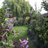 BsPUcelUTNo-channel-avatar-Ken Black Clematis