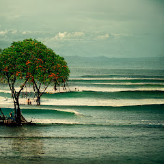 Feast and Fins Avatar