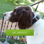 Mr. Birddog the Brittany