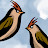 The Waxwing Collective