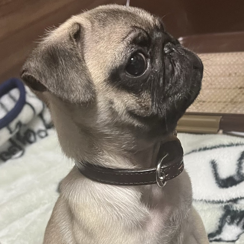 パグのぶぅチャンネル【パグ日記】