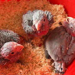 Zvířátka a toca boca