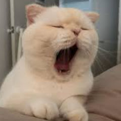 櫻校鴨鴨アイコン画像