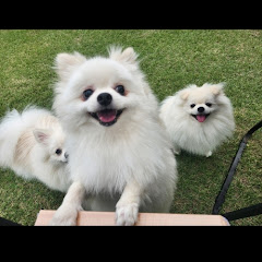 포메가족