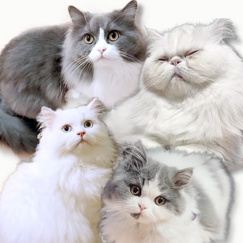 まーくんと猫 YouTubeチャンネル画像