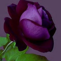 Aman_Kamal