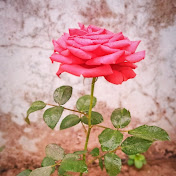 Lyrics_Bangla