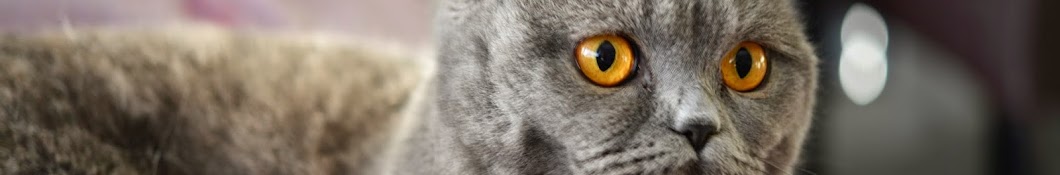 CatsLife رمز قناة اليوتيوب